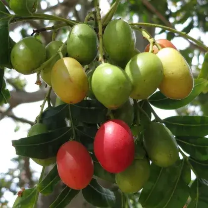 #2. Экстракт сливы африканской