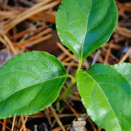 #5. Листья ортилии